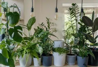 Comment arroser les plantes d'un tableau végétal ?