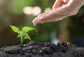 Engrais naturel : un choix éthique pour votre jardin